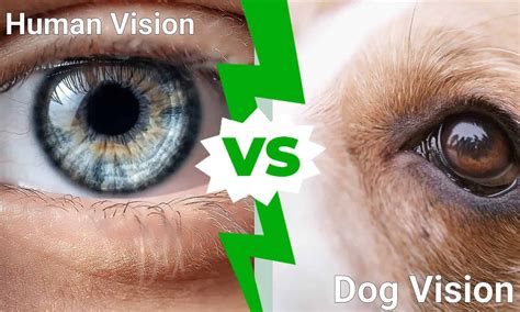 are dogs eyes similar to humans
